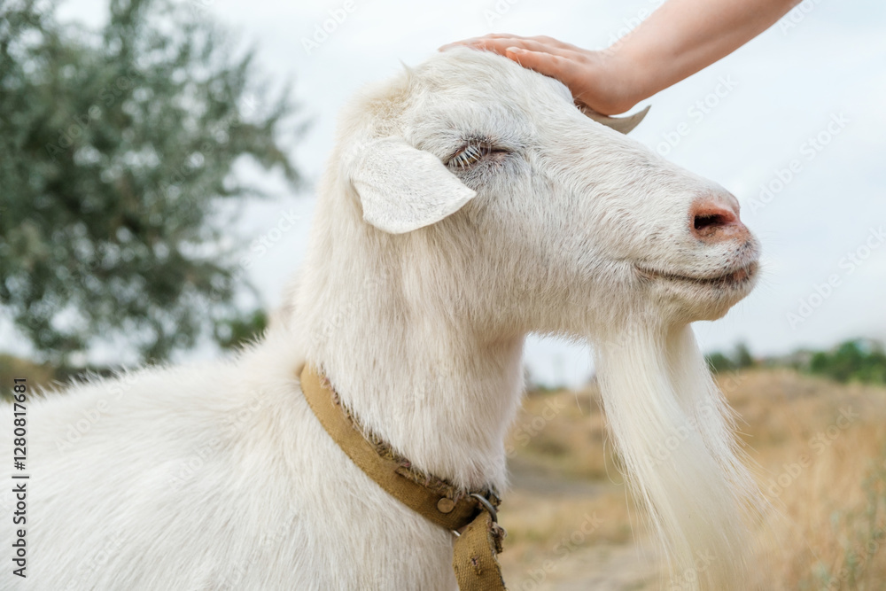 Woman petting head of a white hornless goat, meadow and overcast sky in the background. Close up. Woman petting head of a white hornless goat, meadow and overcast sky in the background. Close up.
