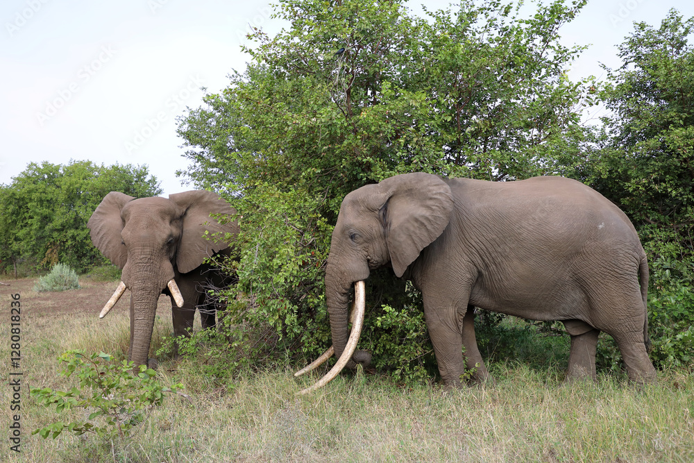 Fototapeta premium Afrikanischer Elefant / African elephant / Loxodonta africana