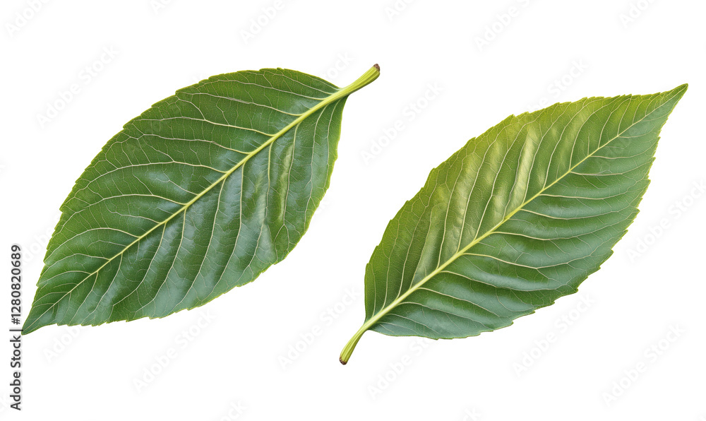 Obraz premium Green leaves showcasing distinct textures and shapes, highlighting botanical diversity and natural beauty, isolated on transparent background, png