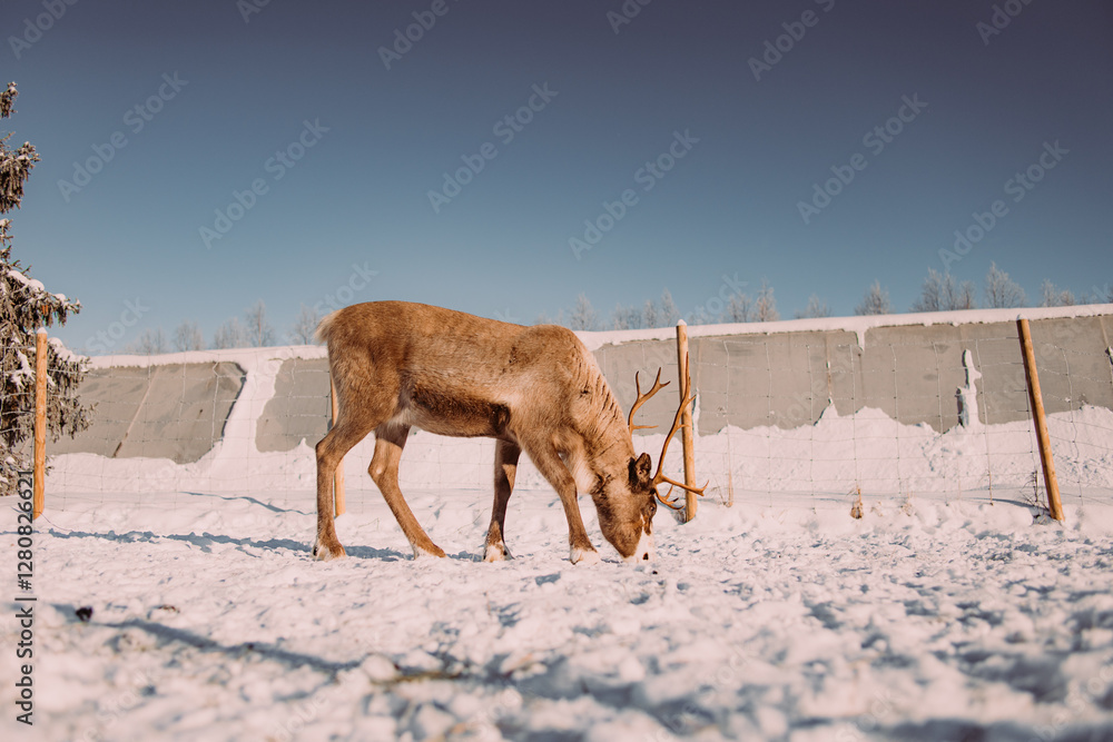 Reindeer in the scandinavia in winter Reindeer in the scandinavia in winter
