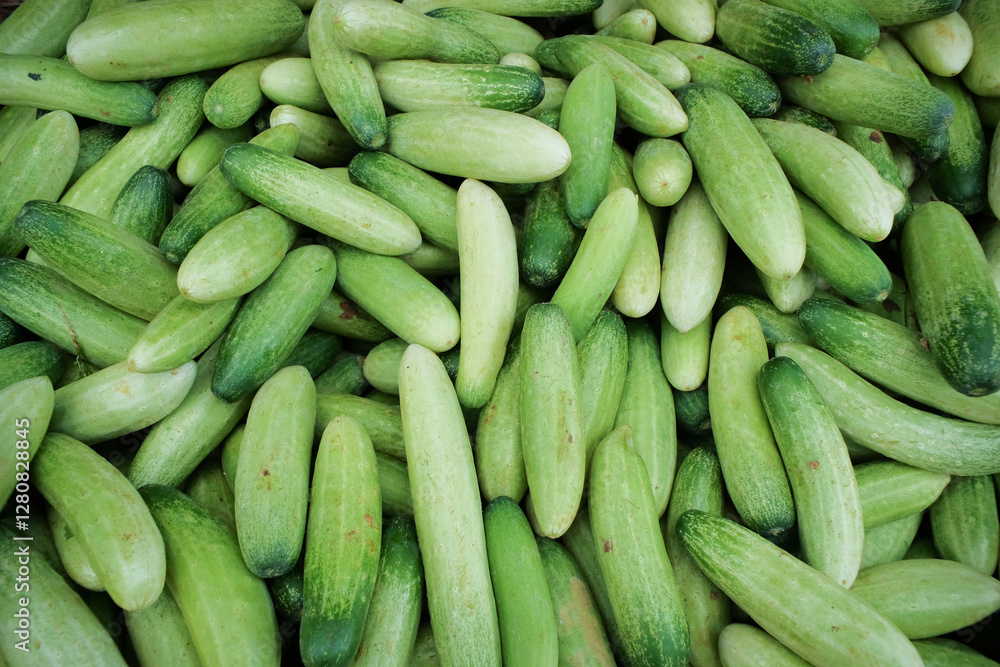 Fresh cucumbers (timun) with smooth green skin and crisp texture, showcasing their natural freshness and raw state Fresh cucumbers (timun) with smooth green skin and crisp texture, showcasing their natural freshness and raw state