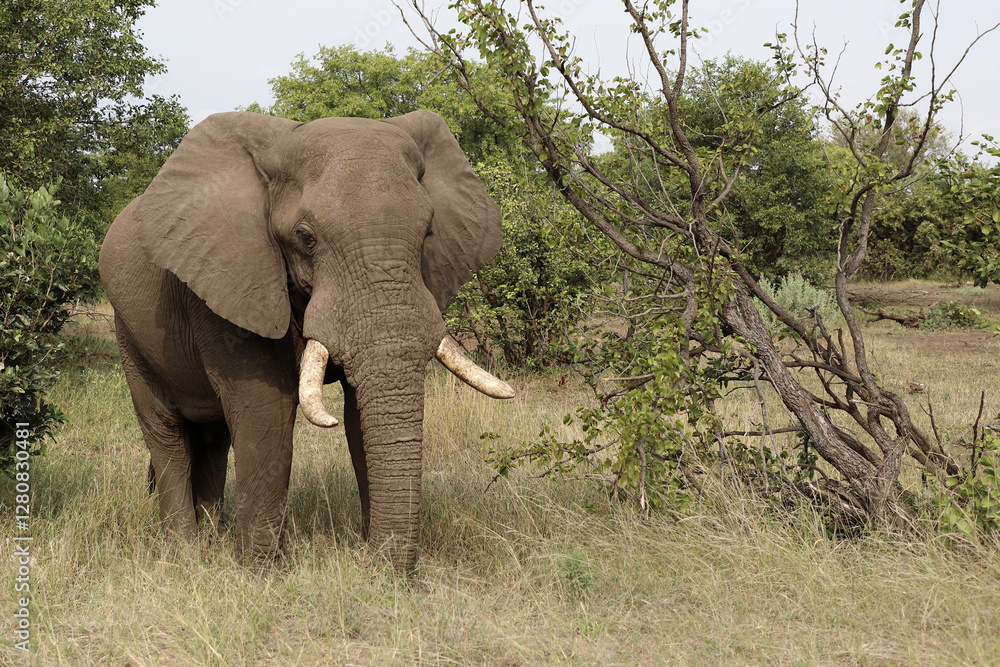 Obraz premium Afrikanischer Elefant / African elephant / Loxodonta africana