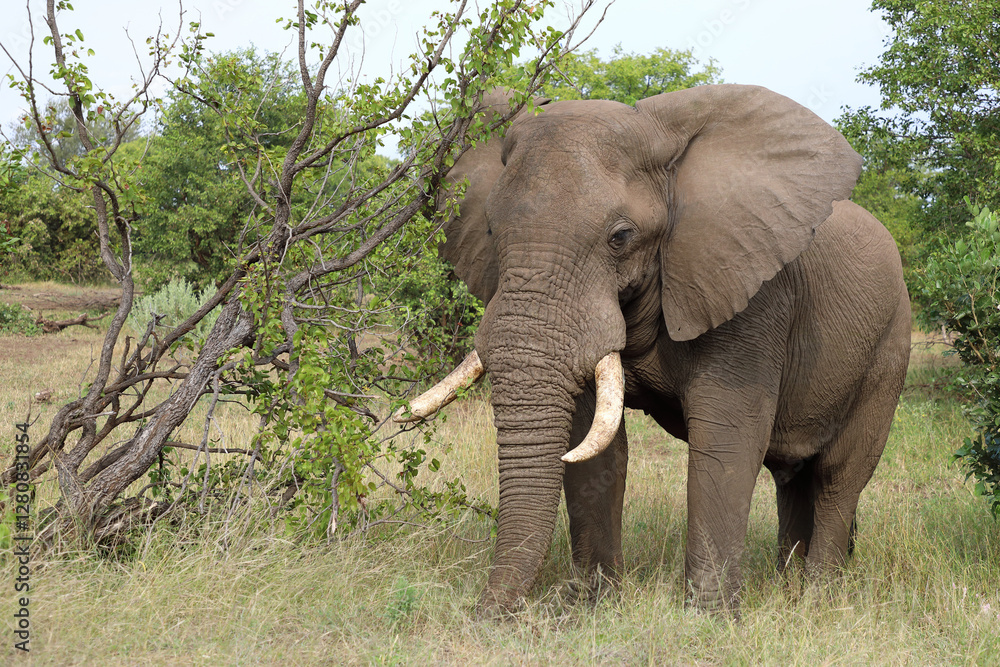 Obraz premium Afrikanischer Elefant / African elephant / Loxodonta africana