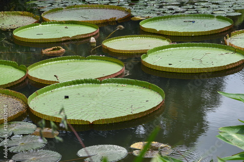 The Victoria water lily belongs to the genus Victoria, in honor of Queen Victoria of the United Kingdom. It is a tropical plant that can thrive in tropical areas with humid and warm weather.
