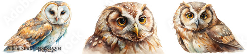 Watercolor owls, realistic bird portraits, detailed feathers, nature illustration, wildlife art, animal depiction.