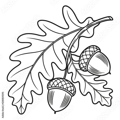 Oak Leaf and Acorns Vector Illustration: Black and White Line Art Drawing of Autumn Foliage and Nuts for Design Elements