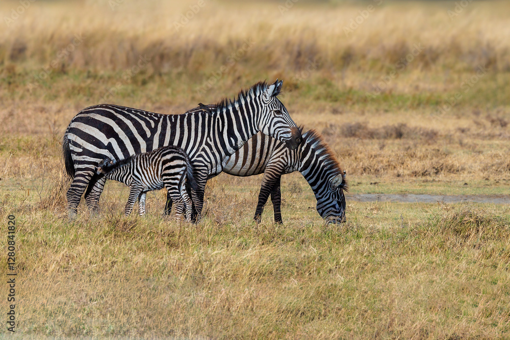A zebra foal nursing from its mother while another zebra grazes nearby in the African savanna A zebra foal nursing from its mother while another zebra grazes nearby in the African savanna
