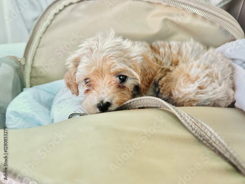 Puppy traveling to its new home by car. photo