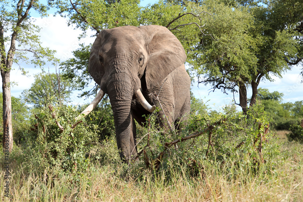 Fototapeta premium Afrikanischer Elefant / African elephant / Loxodonta africana..