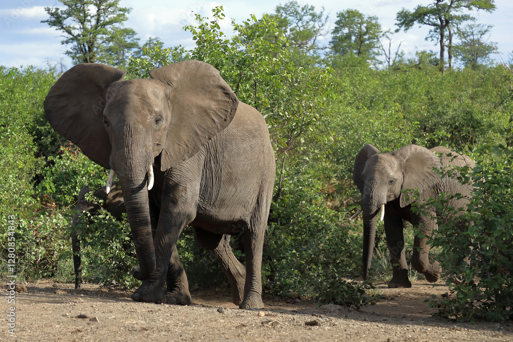 Fototapeta premium Afrikanischer Elefant / African elephant / Loxodonta africana