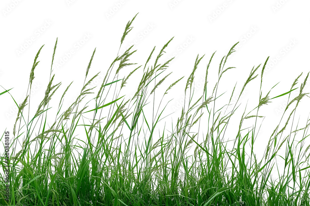 Green grass blades lawn swaying isolated on transparent white background Green grass blades lawn swaying isolated on transparent white background