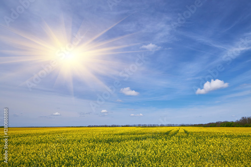 Wallpaper Mural Rapeseed Field Under Blue Sky Torontodigital.ca