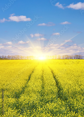 Wallpaper Mural Peaceful Rapeseed Field Torontodigital.ca