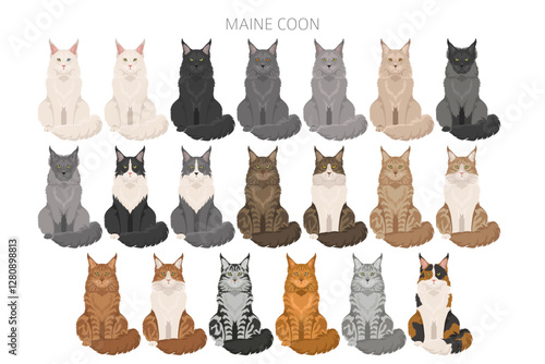 Maine Coon Cat clipart. All coat colors set.  All cat breeds characteristics infographic. Vector illustration