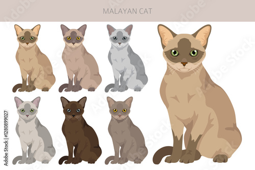 Malayan Cat clipart. Asian Cat, Burmese. All coat colors set.  All cat breeds characteristics infographic. Vector illustration