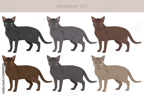 Mandalay Cat clipart. All coat colors set.  All cat breeds characteristics infographic. Vector illustration