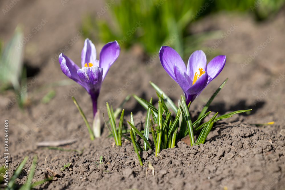 Close up of purple crocuses on the ground Close up of purple crocuses on the ground