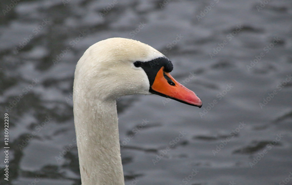 Portrait of a white swan against the water. Portrait of a white swan against the water.