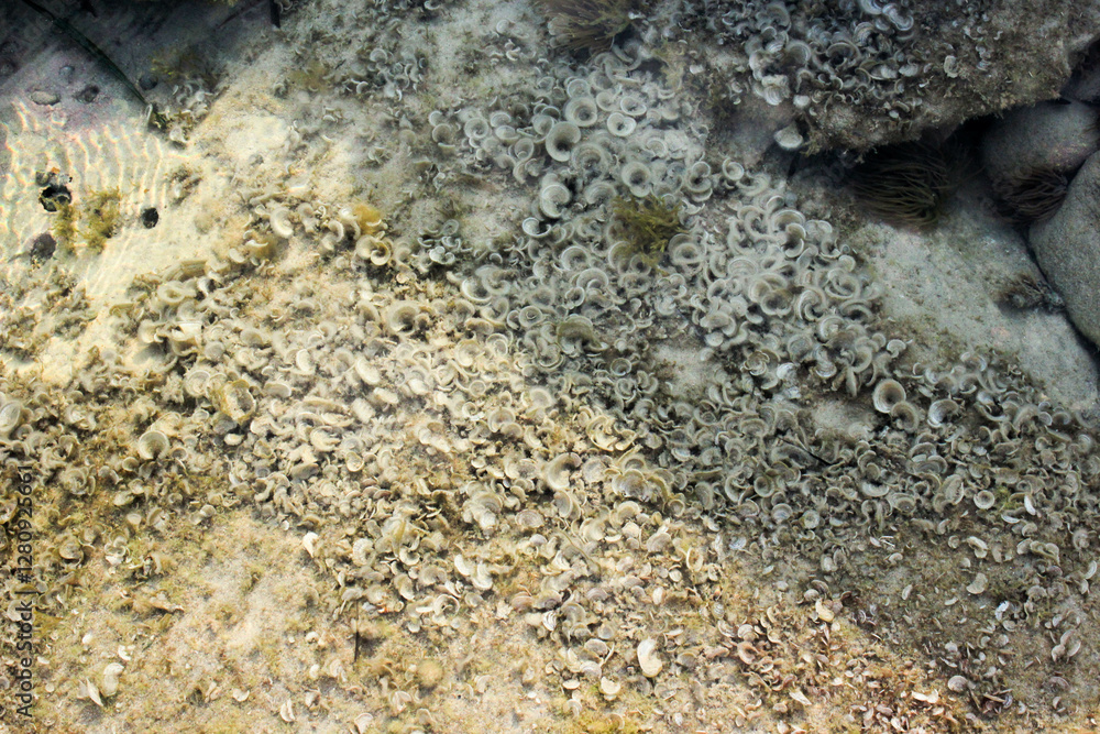 small brown algae Padina pavonica small brown algae Padina pavonica
