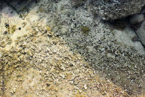 small brown algae Padina pavonica photo