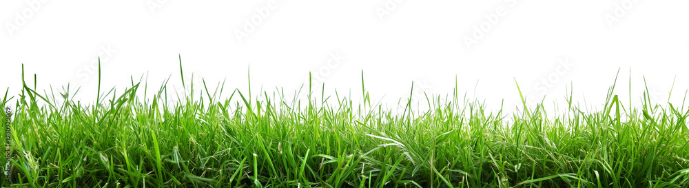 green grass field isolated on transparent background green grass field isolated on transparent background
