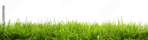 green grass field isolated on transparent background