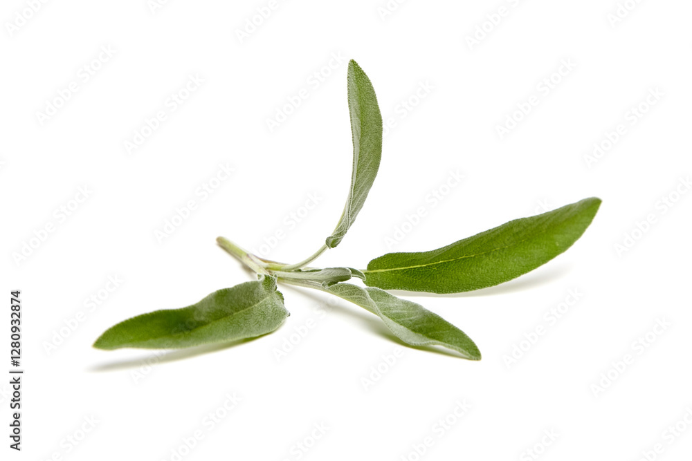 A single sage stem with three vibrant green leaves, showcasing soft textures and natural details, isolated on a white background A single sage stem with three vibrant green leaves, showcasing soft textures and natural details, isolated on a white background
