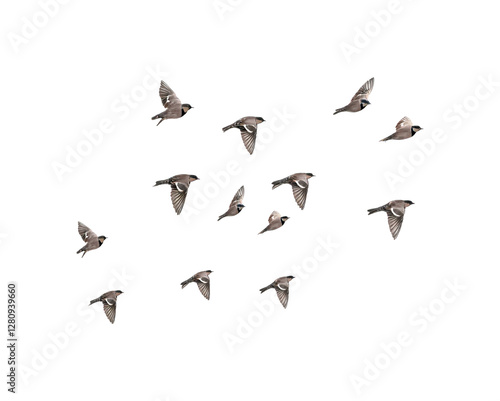 Group of birds flying in formation against a PNG transparent background, capturing a dynamic and natural flight movement.

