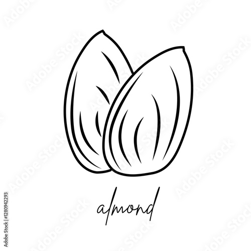 almond linear icon