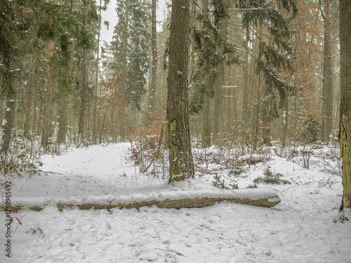 Fototapeta Naklejka Na Ścianę i Meble -  śnieg w lesie