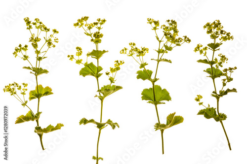 Fotografie Alchemilla mollis  (a) -