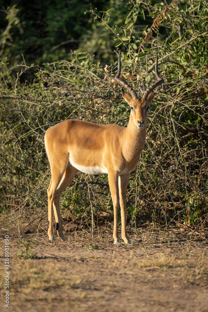 Male impala stands watching camera near bushes Male impala stands watching camera near bushes