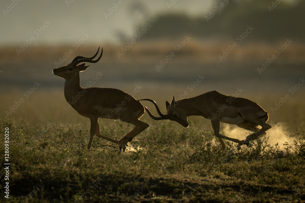 Naklejka premium Male impala gallops butting another with horns