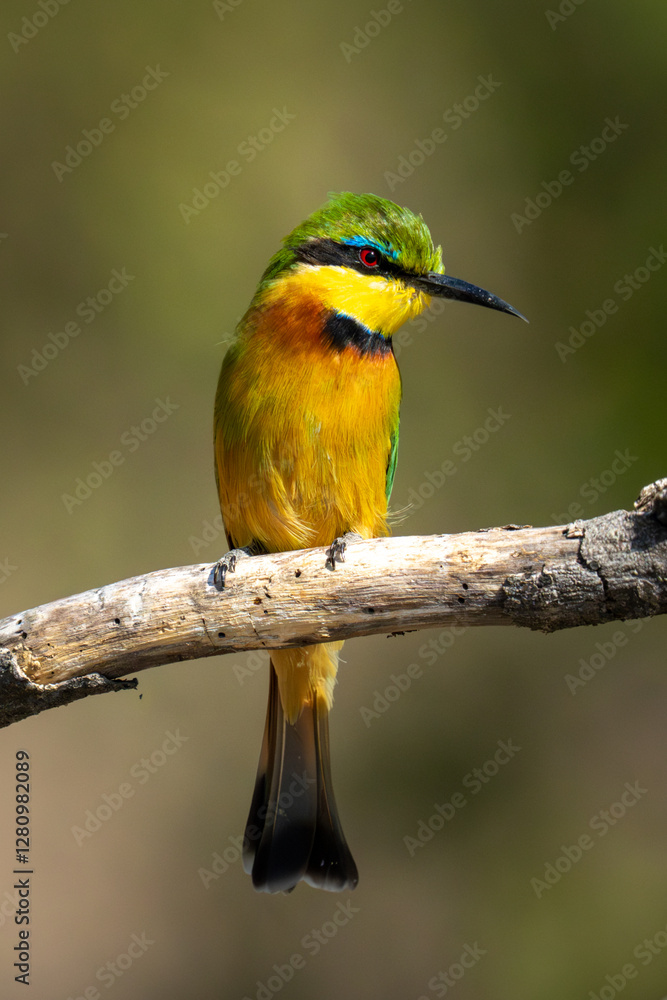 Obraz premium Little bee-eater with bright catchlight cocks head