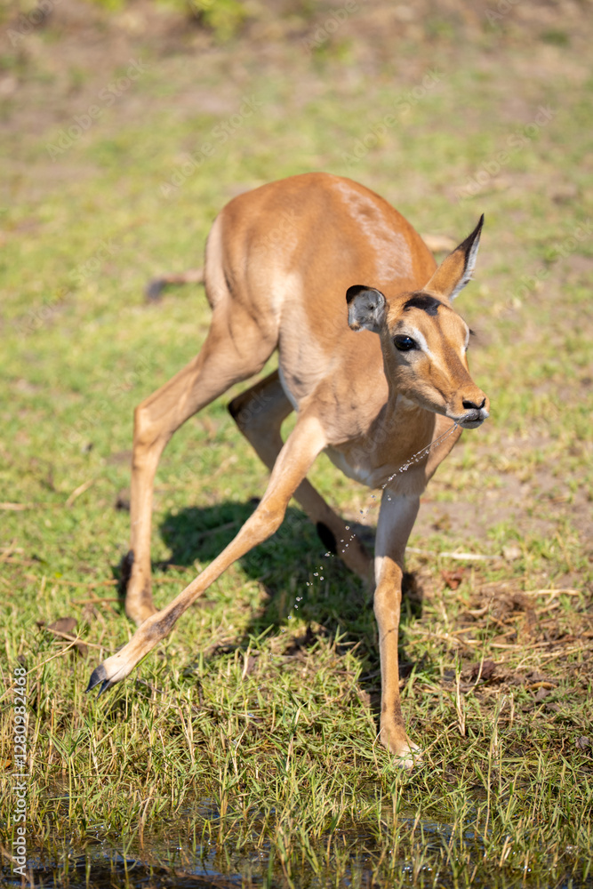 Female impala jumps from river drooling water Female impala jumps from river drooling water