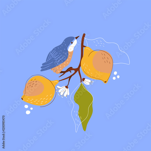 Nuthatch avian  songbird among  lemons branches