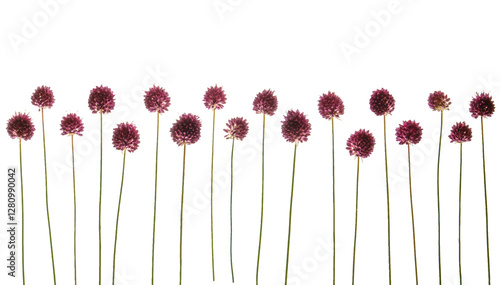 Allium sphaerocephalon (round-headed leek). flower heads and stems photographed from the side on. Isolated, PNG file.
 photo