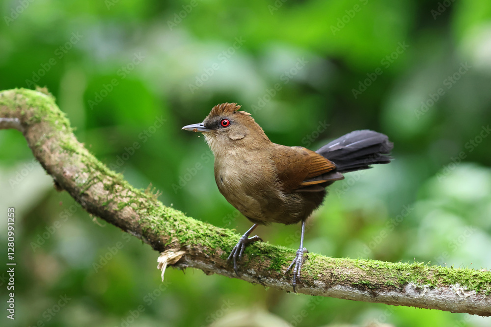 White-shouldered Fire-eye on a branch in the Atlantic rainforest in Brazil White-shouldered Fire-eye on a branch in the Atlantic rainforest in Brazil