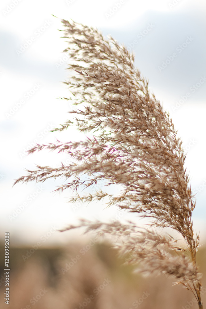 Obraz premium Close-up of pampas grass against the bright sky. The delicate beige strands of wild grass are captured in soft focus, creating a dreamy and serene atmosphere.