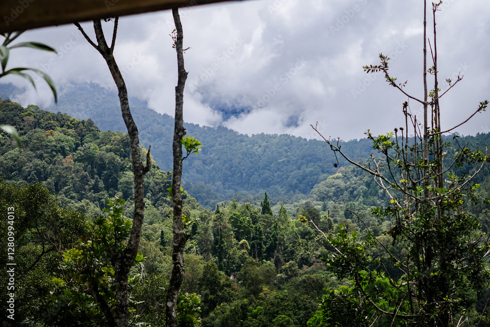 Misty Mountain View with Verdant Tropical Forests Misty Mountain View with Verdant Tropical Forests