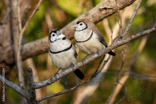 Fotografie A pair of double-barred finches perched on a branch