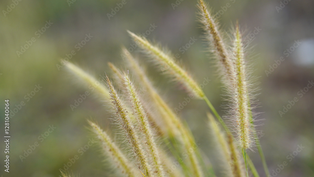 Close up of grass flower in the field with soft focus background. Close up of grass flower in the field with soft focus background.