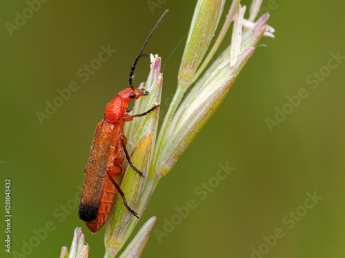 Red Soldier Beetle, Rhagonycha fulva, feeding on coastal grasses, Norfolk photo