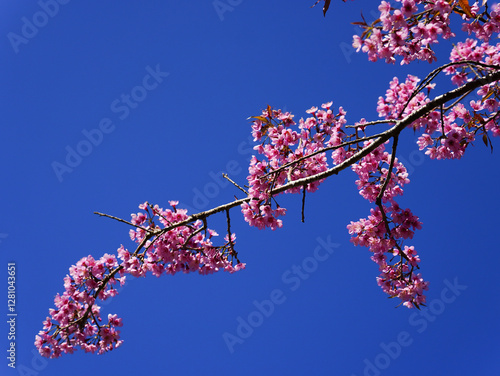 Wild Himalayan Cherry, Prunus cerasoides, Sakura in Thailand	 photo