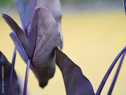 Plant Colocasia esculenta 'Black Magic' growing outdoors in the garden	 photo