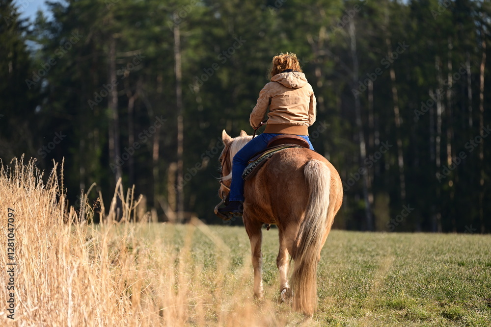Ausritt in der Wintersonne. Frau auf Palomino von hinten neben gelben Feld Ausritt in der Wintersonne. Frau auf Palomino von hinten neben gelben Feld