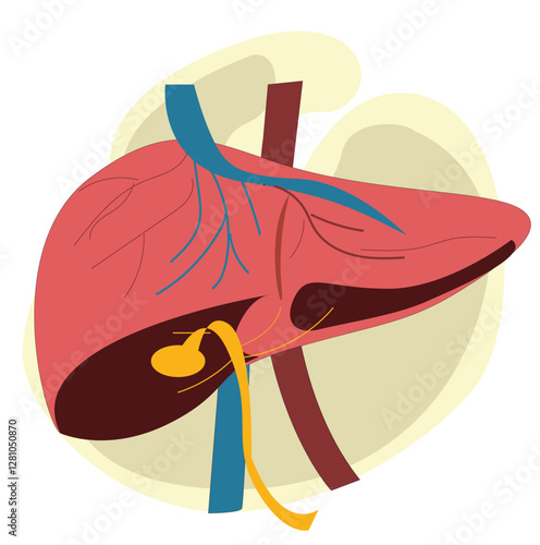 Human liver icon. liver anatomy structure. Vector hepatic system organ,