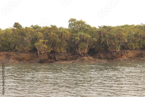 Wallpaper Mural Beautiful Mangrove Date Palm forest of Sundarban tiger reserve, India Torontodigital.ca