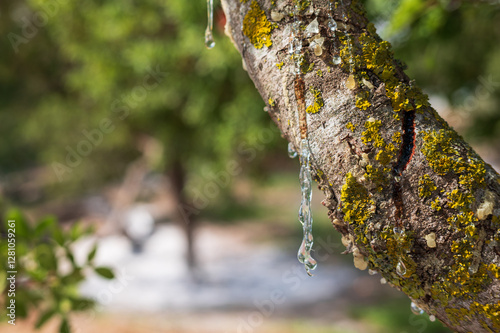 Wallpaper Mural Mastic oozes in tears from mastic tree branch forming delicate resin drops on Chios Island, Greece. Rich texture and soft bokeh background highlight the authenticity of this treasured natural element Torontodigital.ca