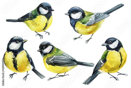 Cuadro en lienzo watercolor great tit birds set hand painted illustration isolated on white backg
